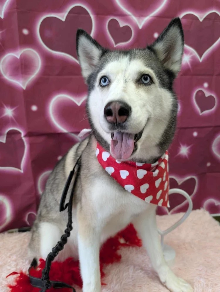 Happy groomed dog at Fancy Pants Pet Salon